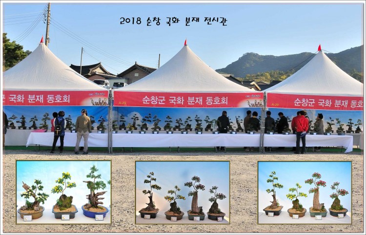 2018 순창군 국화 분재 전시관 썸네일